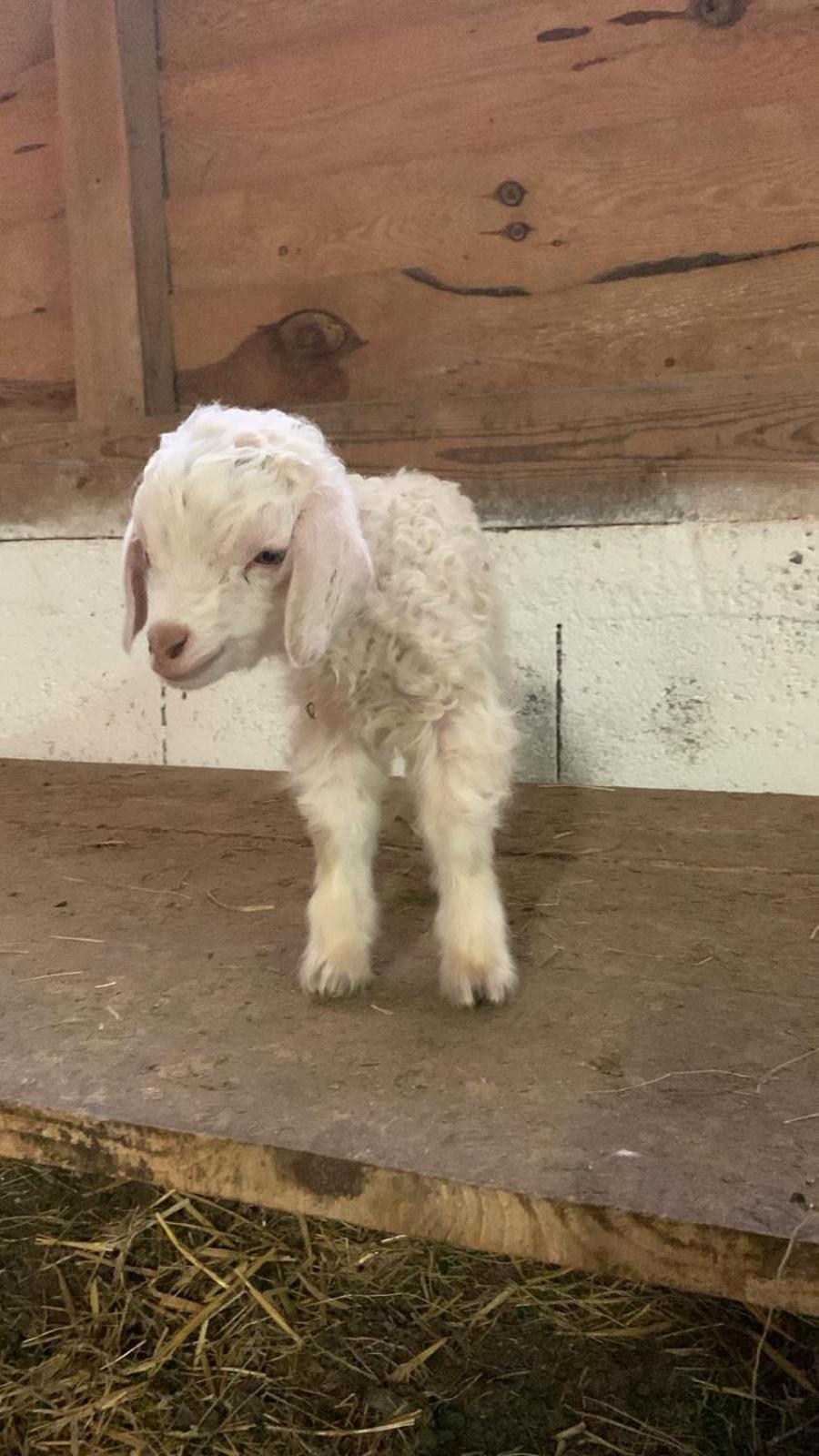 Au Mohair Des Alpy Fougax-et-Barrineuf Exteriör bild